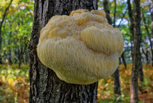 Load image into Gallery viewer, Mushroom Coffee Fusion - Lion’s Mane &amp; Chaga 4oz
